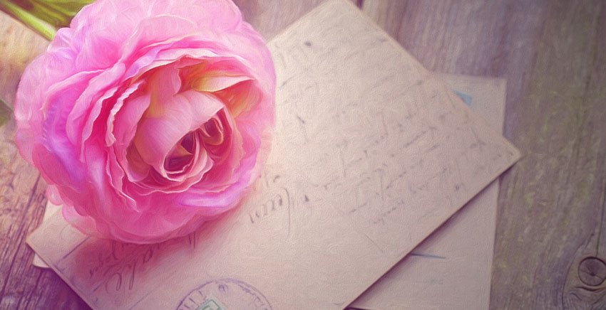 pink rose